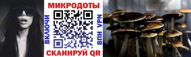 Купить где  Лермонтов  Галлюциногенные грибы Psilocybe 